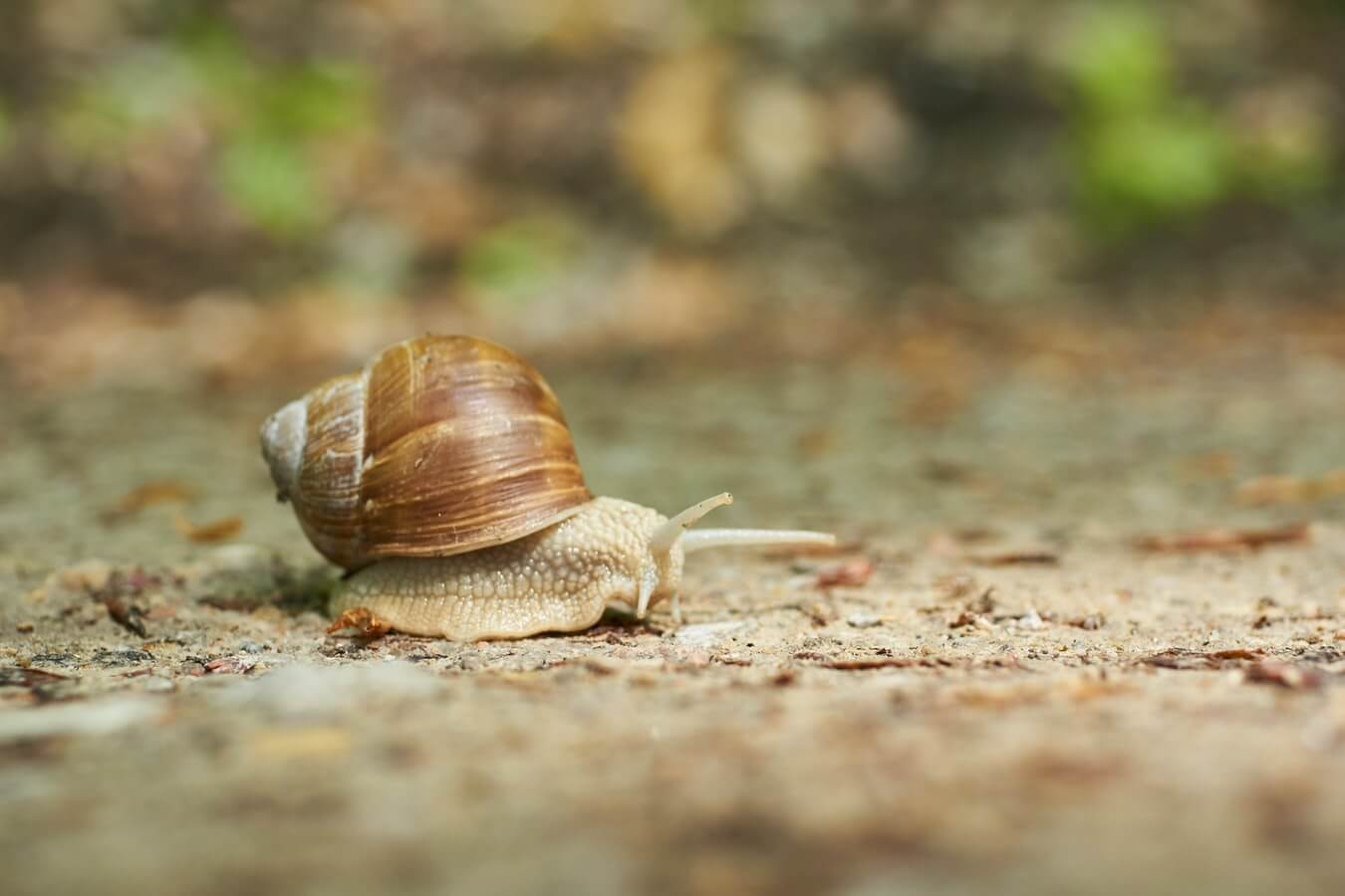 Zbliżenie na ślimaka winniczka pełzającego po ziemi